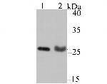 PSME1 Antibody in Western Blot (WB)