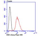 MAPRE3 Antibody in Flow Cytometry (Flow)