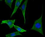 MAPRE3 Antibody in Immunocytochemistry (ICC/IF)