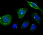 MAPRE3 Antibody in Immunocytochemistry (ICC/IF)