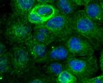 MAPRE3 Antibody in Immunocytochemistry (ICC/IF)