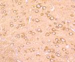 MAPRE3 Antibody in Immunohistochemistry (Paraffin) (IHC (P))