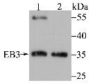 MAPRE3 Antibody in Western Blot (WB)