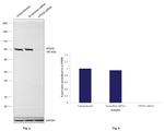 VPS35 Antibody