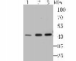 SEPT2 Antibody in Western Blot (WB)