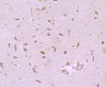 GABRA5 Antibody in Immunohistochemistry (Paraffin) (IHC (P))