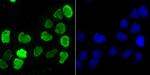 hnRNP U Antibody in Immunocytochemistry (ICC/IF)