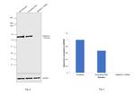 SMARCC1 Antibody