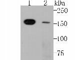 SMARCC1 Antibody in Western Blot (WB)