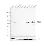 SMARCC1 Antibody in Western Blot (WB)