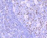 DNA Ligase I Antibody in Immunohistochemistry (Paraffin) (IHC (P))