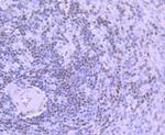 DNA Ligase I Antibody in Immunohistochemistry (Paraffin) (IHC (P))