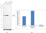 VPS26A Antibody in Western Blot (WB)