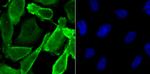 JAB1 Antibody in Immunocytochemistry (ICC/IF)