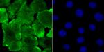 JAB1 Antibody in Immunocytochemistry (ICC/IF)