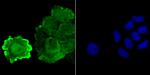 JAB1 Antibody in Immunocytochemistry (ICC/IF)