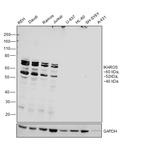 IKAROS Antibody in Western Blot (WB)