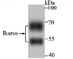 IKAROS Antibody in Western Blot (WB)