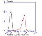 Nesprin 1 Antibody in Flow Cytometry (Flow)