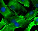 Nesprin 1 Antibody in Immunocytochemistry (ICC/IF)