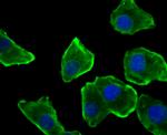 Nesprin 1 Antibody in Immunocytochemistry (ICC/IF)