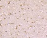 Nesprin 1 Antibody in Immunohistochemistry (Paraffin) (IHC (P))