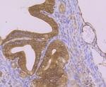 Nesprin 1 Antibody in Immunohistochemistry (Paraffin) (IHC (P))