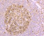 Nesprin 1 Antibody in Immunohistochemistry (Paraffin) (IHC (P))