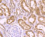 Nesprin 1 Antibody in Immunohistochemistry (Paraffin) (IHC (P))