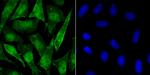 Phospho-alpha Synuclein (Ser129) Antibody in Immunocytochemistry (ICC/IF)