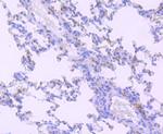 HIF-2 alpha Antibody in Immunohistochemistry (Paraffin) (IHC (P))