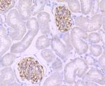 Podocin Antibody in Immunohistochemistry (Paraffin) (IHC (P))