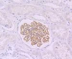 Podocin Antibody in Immunohistochemistry (Paraffin) (IHC (P))