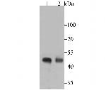 Podocin Antibody in Western Blot (WB)