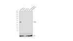 Podocin Antibody in Western Blot (WB)