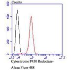 Cytochrome P450 Reductase Antibody in Flow Cytometry (Flow)