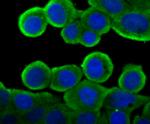 Cytochrome P450 Reductase Antibody in Immunocytochemistry (ICC/IF)