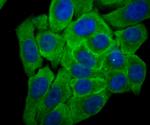 Cytochrome P450 Reductase Antibody in Immunocytochemistry (ICC/IF)