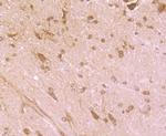 Cytochrome P450 Reductase Antibody in Immunohistochemistry (Paraffin) (IHC (P))