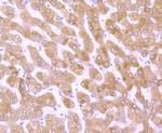 Cytochrome P450 Reductase Antibody in Immunohistochemistry (Paraffin) (IHC (P))