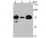 Cytochrome P450 Reductase Antibody in Western Blot (WB)