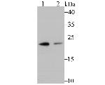 PSMB8 Antibody in Western Blot (WB)