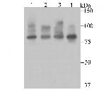 Furin Antibody in Western Blot (WB)