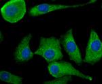 TGF alpha Antibody in Immunocytochemistry (ICC/IF)