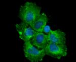 TGF alpha Antibody in Immunocytochemistry (ICC/IF)