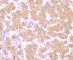 TGF alpha Antibody in Immunohistochemistry (Paraffin) (IHC (P))