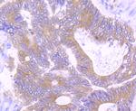 TGF alpha Antibody in Immunohistochemistry (Paraffin) (IHC (P))