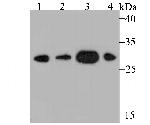 DDAH2 Antibody in Western Blot (WB)