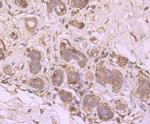 SRC1 Antibody in Immunohistochemistry (Paraffin) (IHC (P))