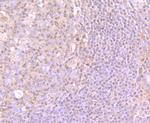 PU.1 Antibody in Immunohistochemistry (Paraffin) (IHC (P))